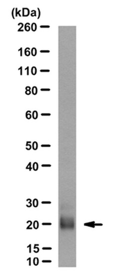 MilliporeSigma Eosinophil Cationic Protein, Mouse, Unlabeled, Clone: 1C8.5/D8,